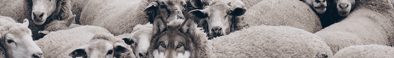 True servants and false prophets as wolves in sheep's clothing